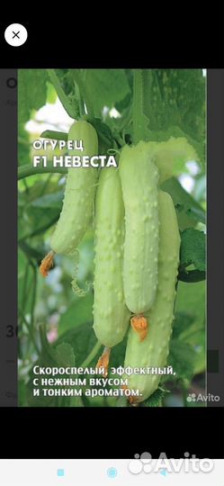 Рассада белые огурцы, дыня колхозница