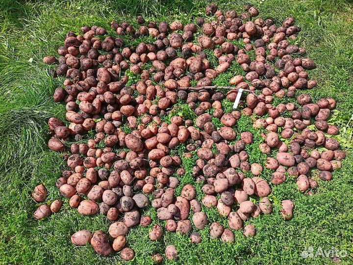 Сорта картофеля от селекционера класса 