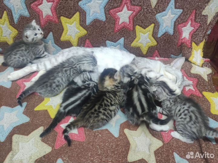 Британские котята
