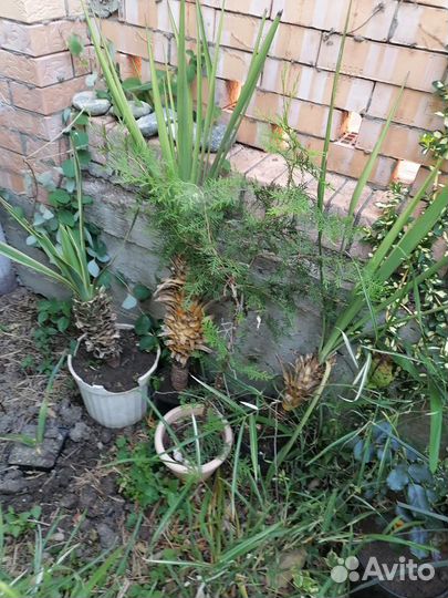 Юкка славная (yucca gloriosa)