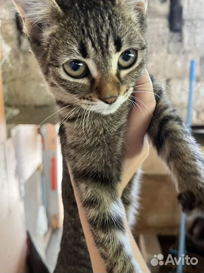 Отдам в добрые руки