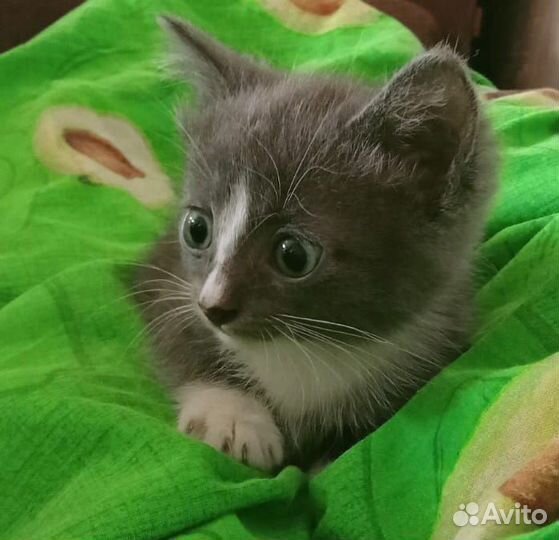 Отдам котят в добрые руки