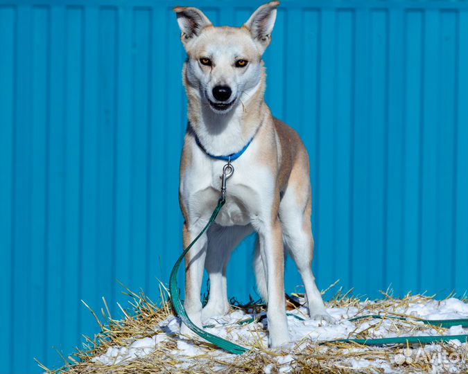 Собака Трейси