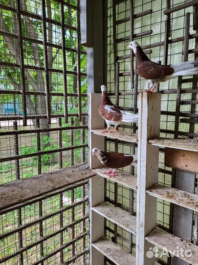 Голуби акбаши,Ленинаканцы пара