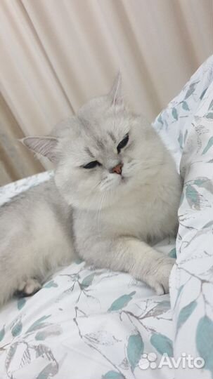 Кот на вязку
