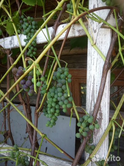 Саженцы винограда