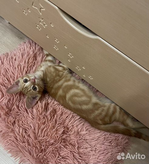 Кот в добрые руки