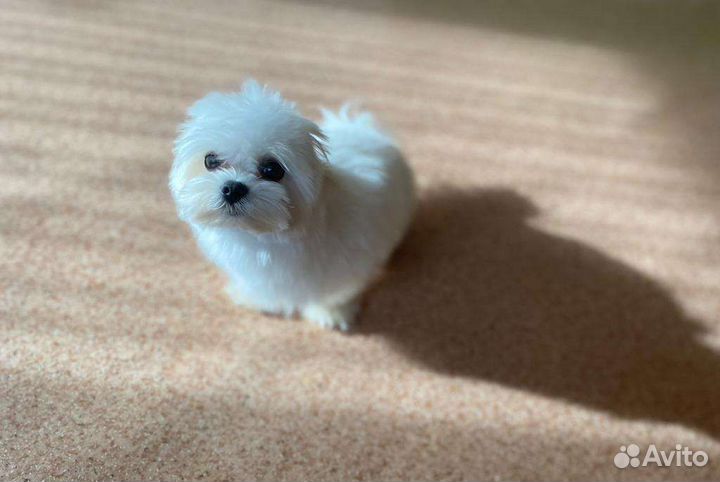 Вязка мальтезе