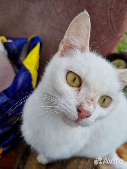 От сердца к сердцу