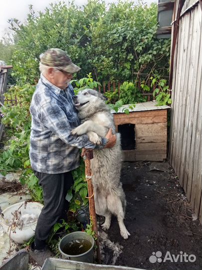 Отдам собаку в добрые руки маламут