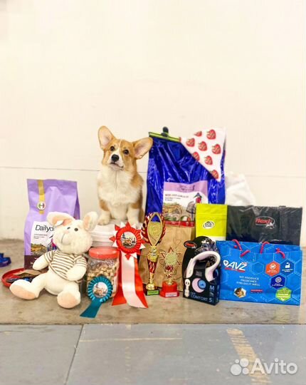 Кобель Вельш Корги Пемброк вязка