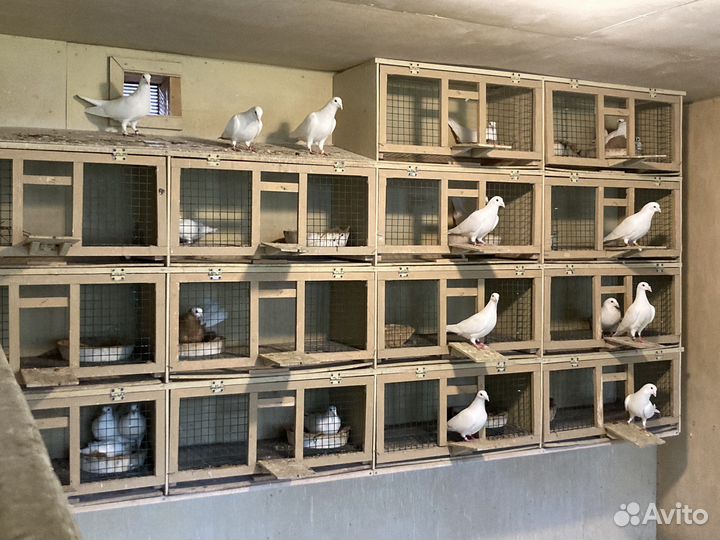 Выпуск голубей в Москве и области