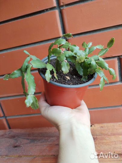 Каланхоэ и декабрист