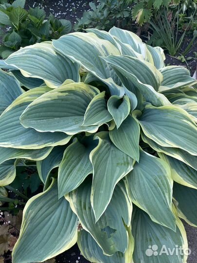 Хоста гигант