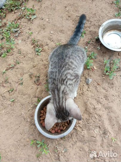 Шотландские вислоухие котята прямоухие