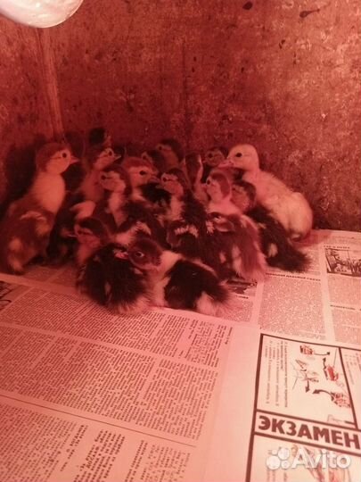 Утята с уткой