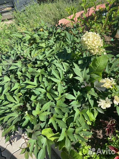 Ипомея батат