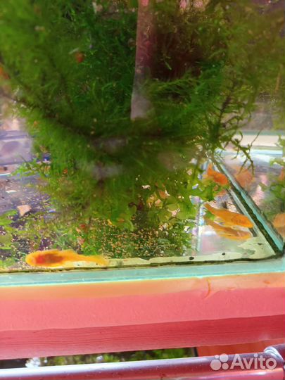 Аквариумные рыбки