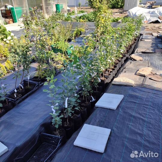 Саженцы груш