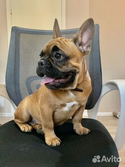 Щенки французского бульдога, РКФ