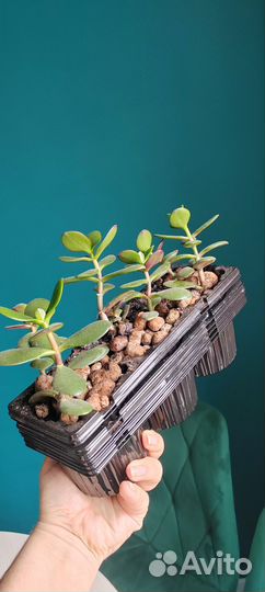 Толстянка денежное дерево