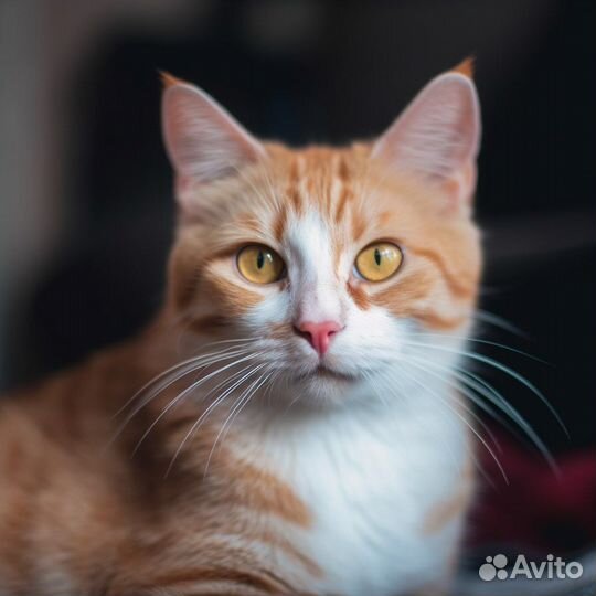 Молодые рыжие коты и кошки подростки бесплатно