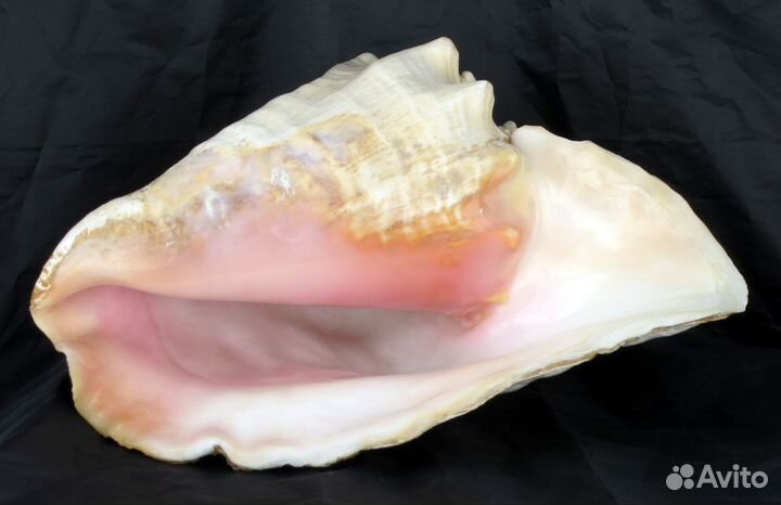 Большая морская раковина