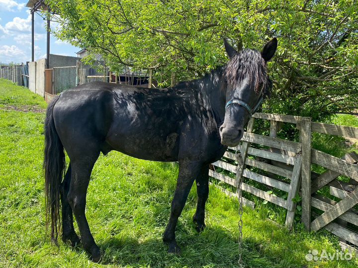 Карачаевский жеребец