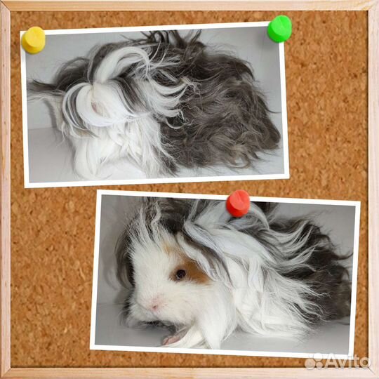 Морские свинки лункария