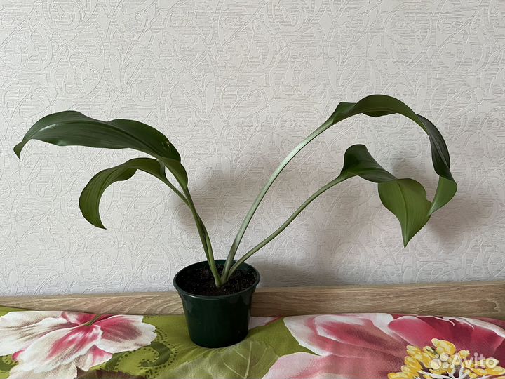 Эухарис амазонская лилия