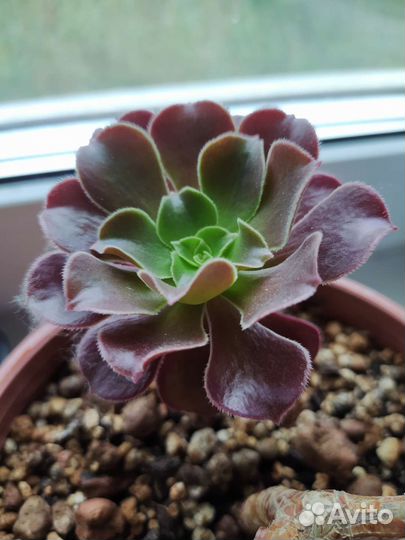 Суккуленты