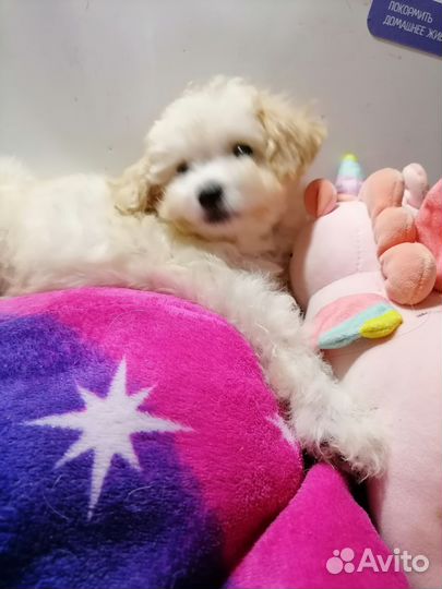 Белая девочка той пудель