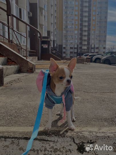 Вязка чихуахуа