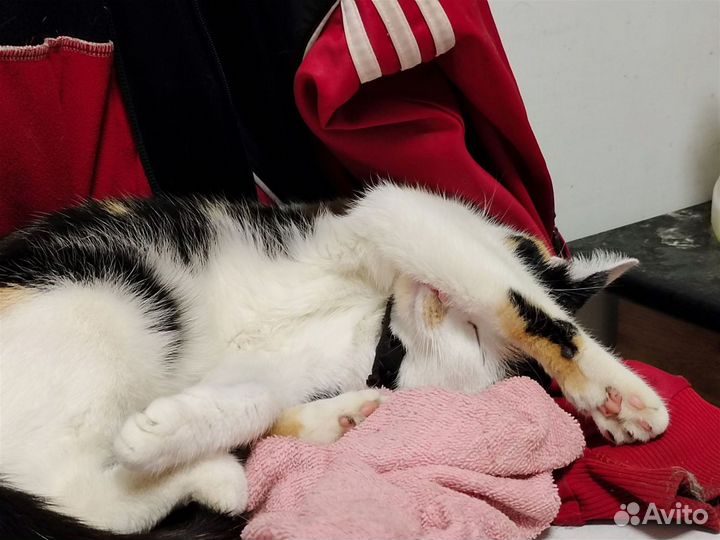 Молодая кошка