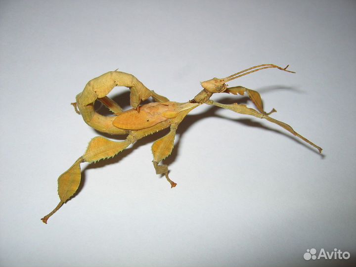 Яйца и молодые палочники