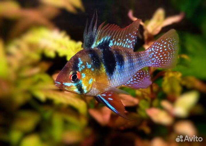 Тетрадон, Корбикулы, Раки +