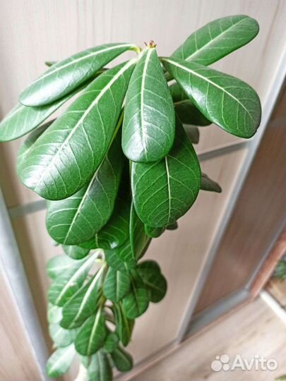 Большой адениум