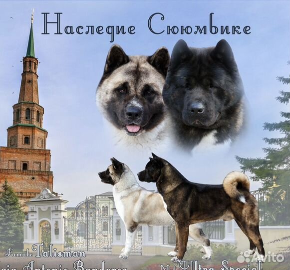 Щенки Американской Акиты