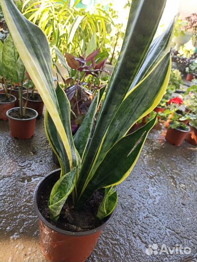 Продажа герани, агланемы и др