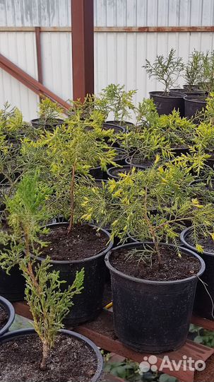Можжевельник Голд Киссен