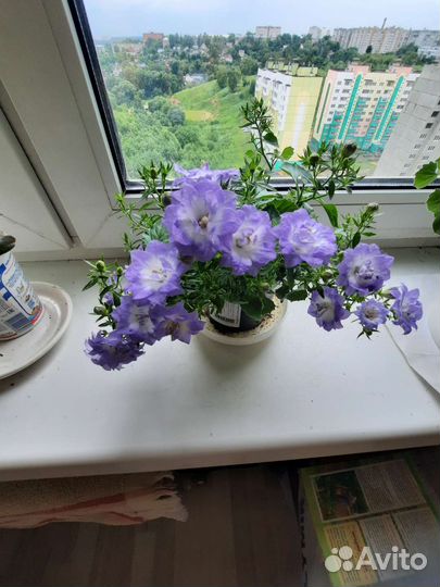 Кампанула в ассортименте