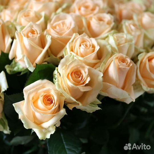 Живые розы, букеты, композиции. Доставка