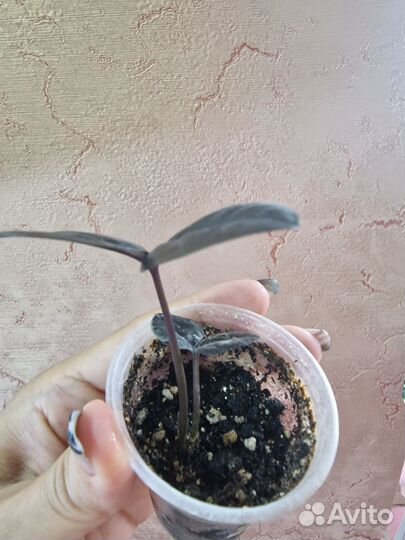 Замиокулькас черный