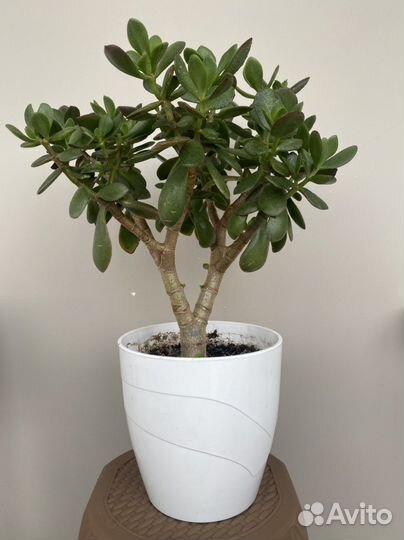 Красула овата