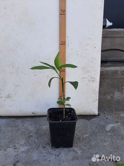 Комнатные растения - лимоны, апельсины, мандарины