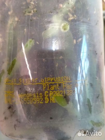 Орхидея фаленопсис ароматная (Дифьюжн)