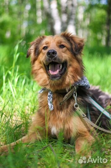 Собаки бесплатно