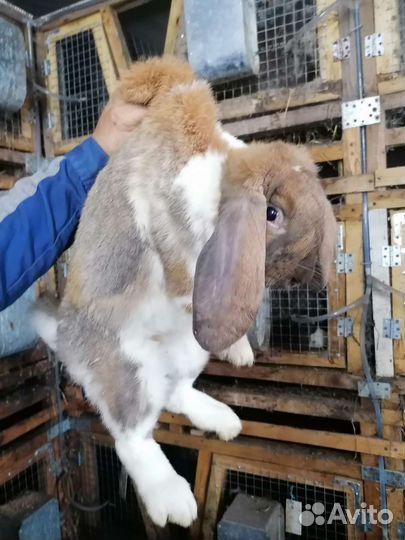 Кролики 