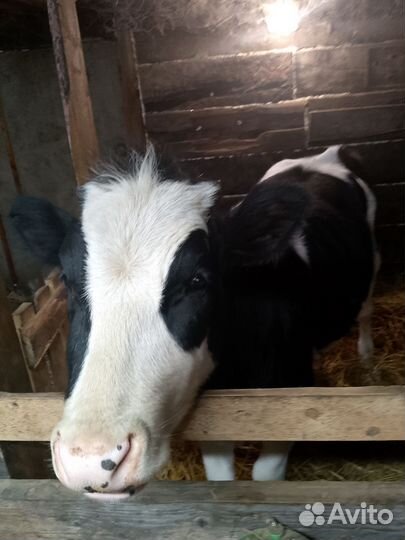 Продам тёлку