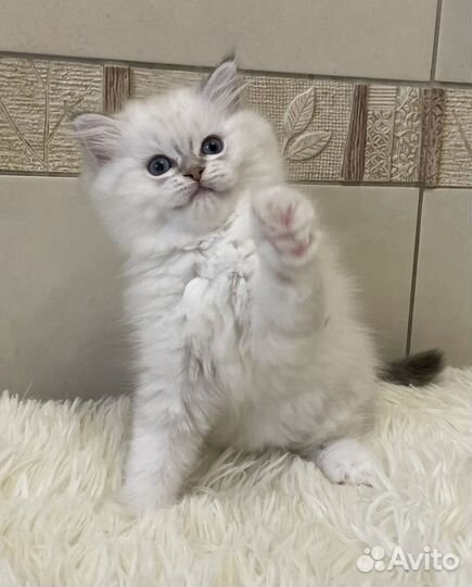 Малышка Рэгдолл